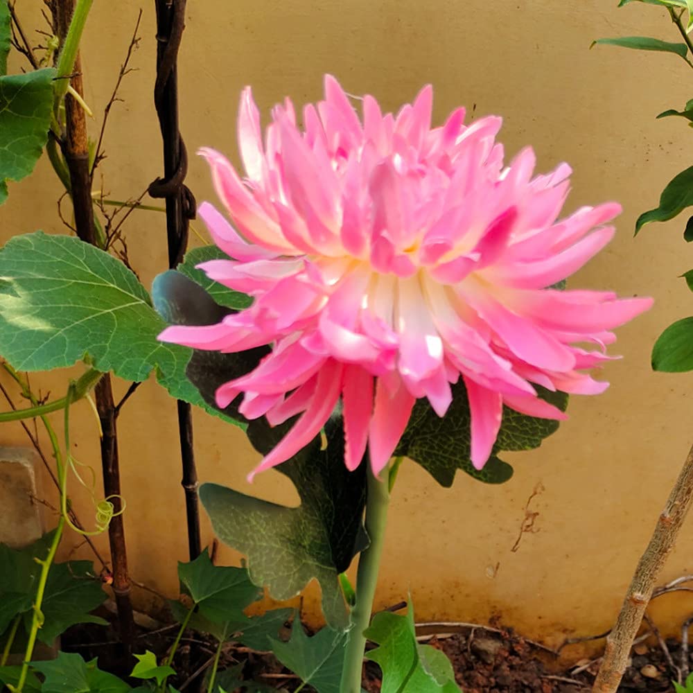 Solar Chrysanthemum Garden Lights – Single-Bloom Outdoor Flower Stakes