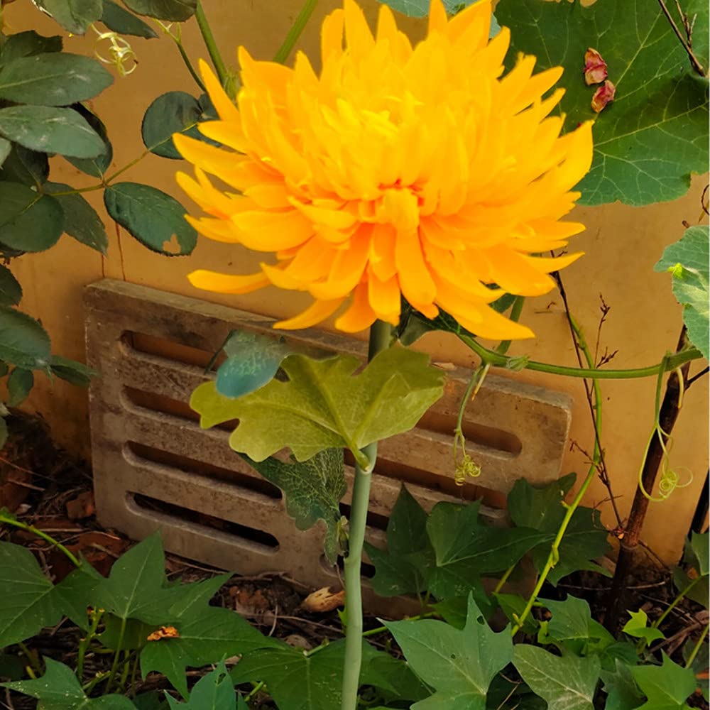 Solar Chrysanthemum Garden Lights – Single-Bloom Outdoor Flower Stakes